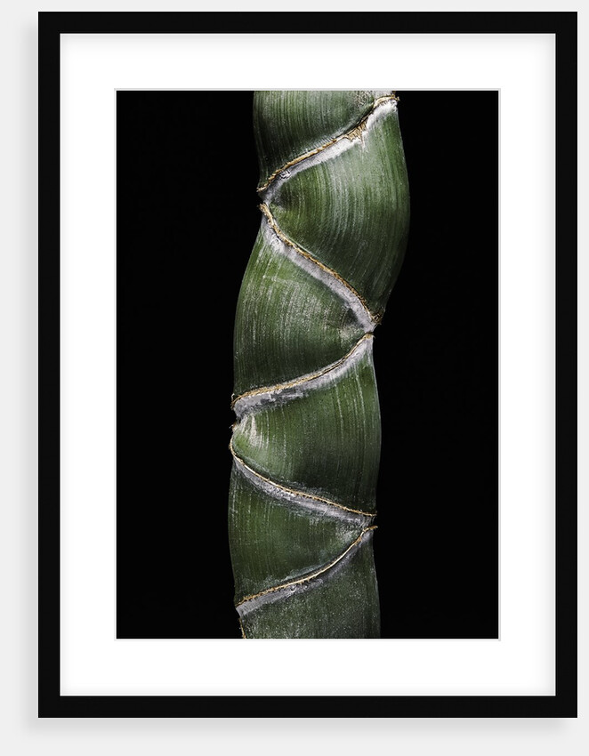 Phyllostachys edulis var. heterocycla (tortoiseshell bamboo, Kikkouchiku) by Anonymous