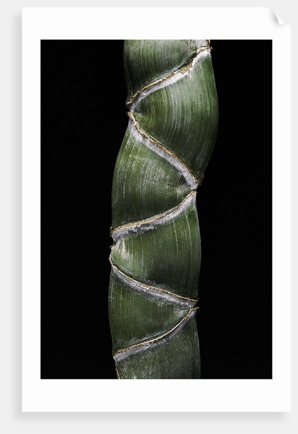Phyllostachys edulis var. heterocycla (tortoiseshell bamboo, Kikkouchiku) by Anonymous