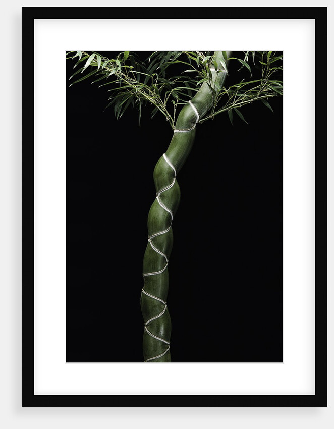 Phyllostachys edulis var. heterocycla (tortoiseshell bamboo, Kikkouchiku) by Anonymous