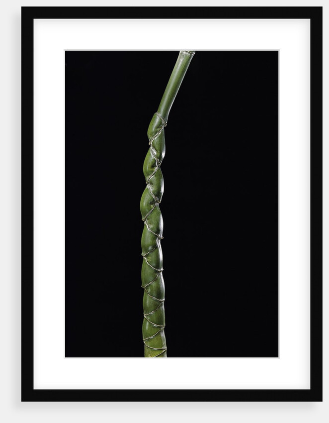 Phyllostachys edulis var. heterocycla (tortoiseshell bamboo, Kikkouchiku) by Anonymous
