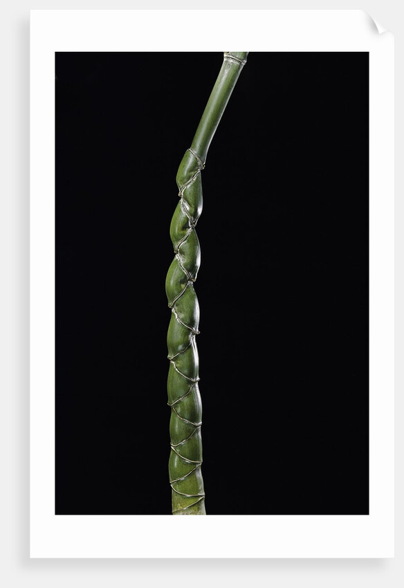 Phyllostachys edulis var. heterocycla (tortoiseshell bamboo, Kikkouchiku) by Anonymous