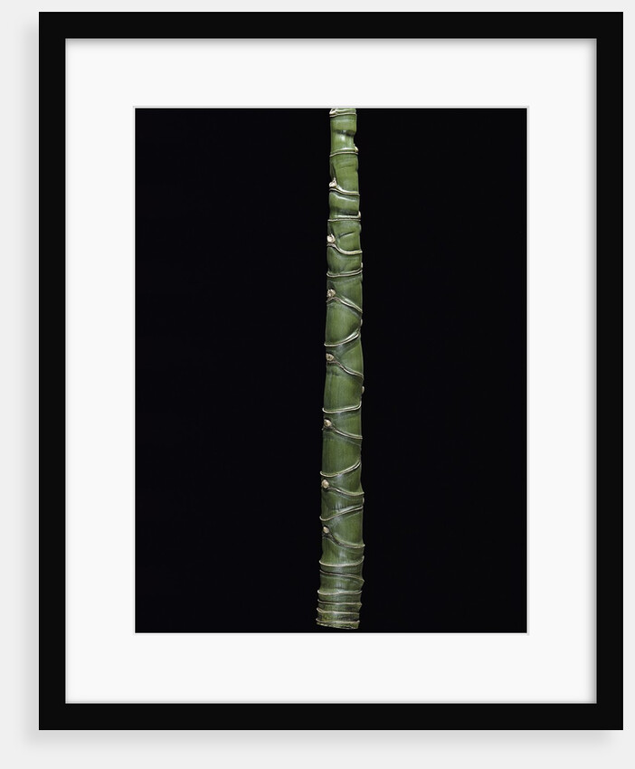 Phyllostachys edulis var. heterocycla (tortoiseshell bamboo, Kikkouchiku) by Anonymous