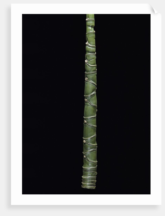 Phyllostachys edulis var. heterocycla (tortoiseshell bamboo, Kikkouchiku) by Anonymous