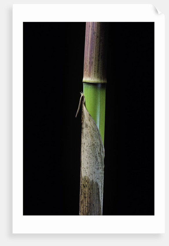 Phyllostachys flexuosa (sinuate bamboo) - young culm by Anonymous