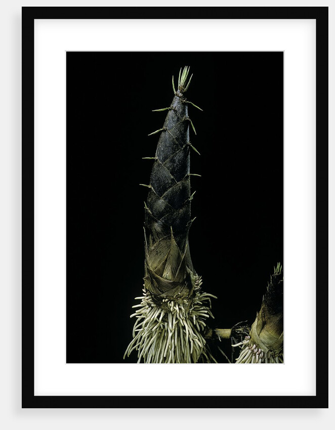 Phyllostachys pubescens (Moso bamboo) - shoot by Anonymous