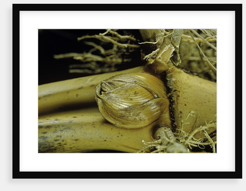 Phyllostachys pubescens (Moso bamboo) - rhizome bud by Anonymous
