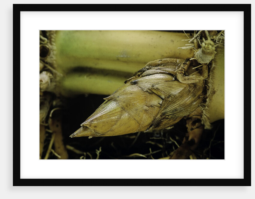 Phyllostachys pubescens (Moso bamboo) - rhizome bud by Anonymous