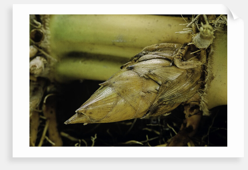 Phyllostachys pubescens (Moso bamboo) - rhizome bud by Anonymous