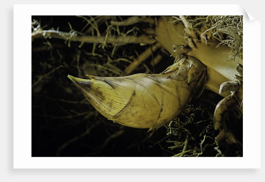 Phyllostachys pubescens (Moso bamboo) - rhizome bud by Anonymous