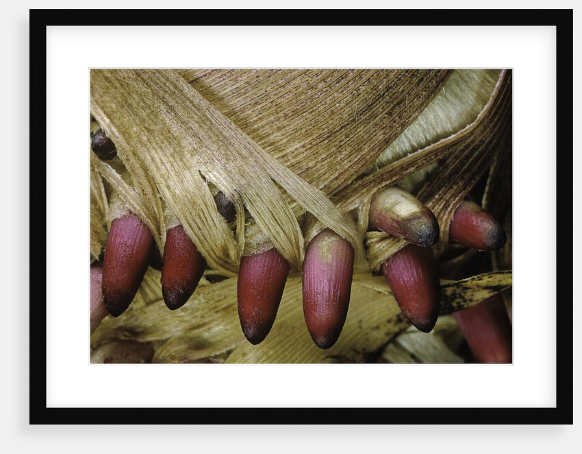 Phyllostachys pubescens (Moso bamboo) - young roots by Anonymous