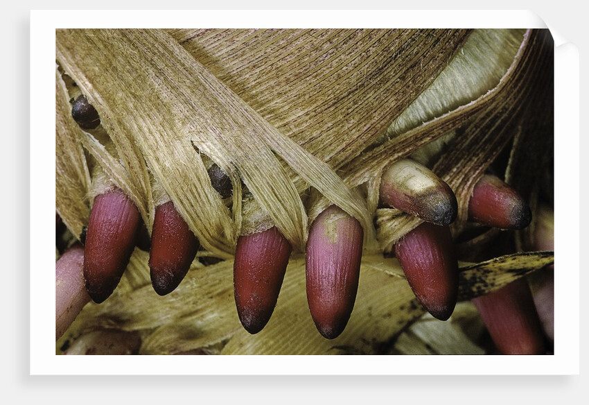 Phyllostachys pubescens (Moso bamboo) - young roots by Anonymous