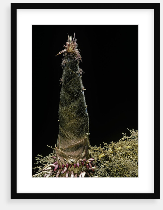 Phyllostachys pubescens (Moso bamboo) - shoot by Anonymous