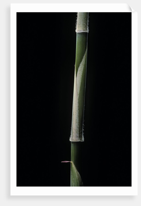 Hibanobambusa tranquillans cv. Shiroshima (bambou) - pousse by Anonymous