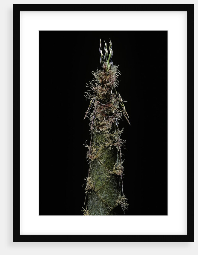 Phyllostachys pubescens (Moso bamboo) - shoot by Anonymous