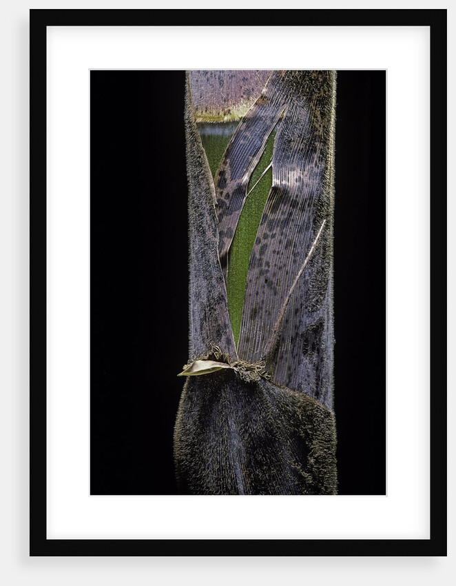 Phyllostachys pubescens (Moso bamboo) - young culm by Anonymous