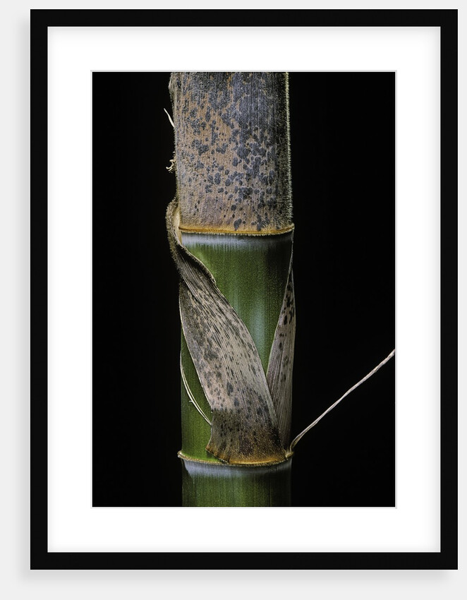 Phyllostachys pubescens (Moso bamboo) - young culm by Anonymous