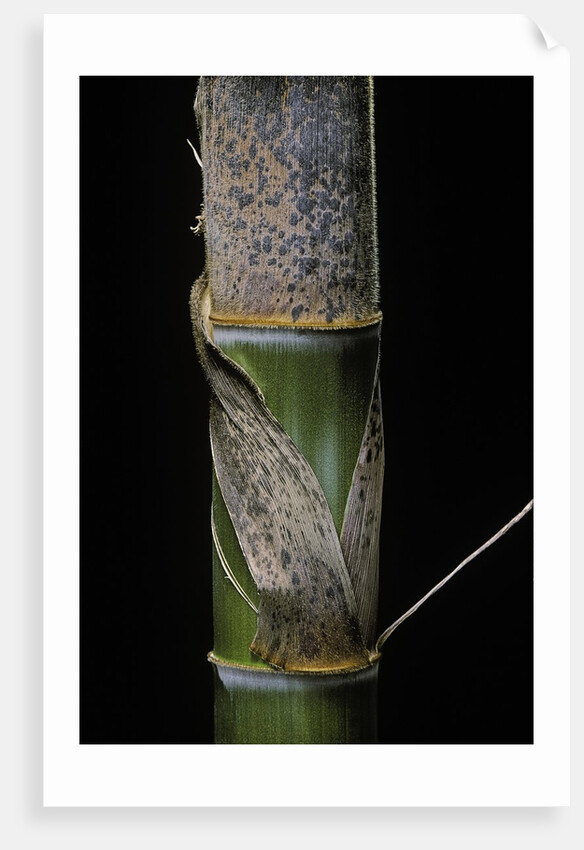 Phyllostachys pubescens (Moso bamboo) - young culm by Anonymous