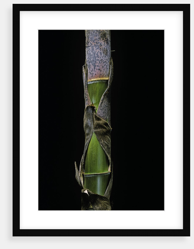 Phyllostachys pubescens (Moso bamboo) - young culm by Anonymous