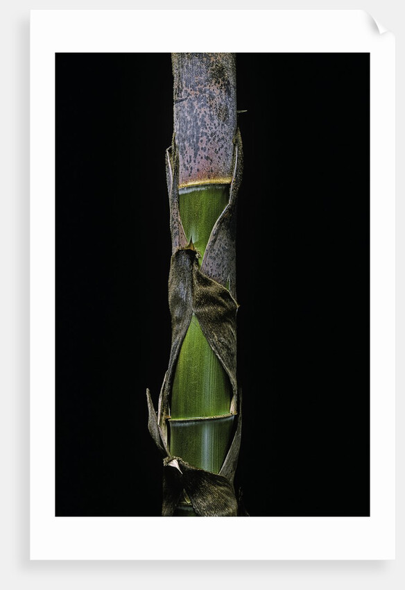 Phyllostachys pubescens (Moso bamboo) - young culm by Anonymous