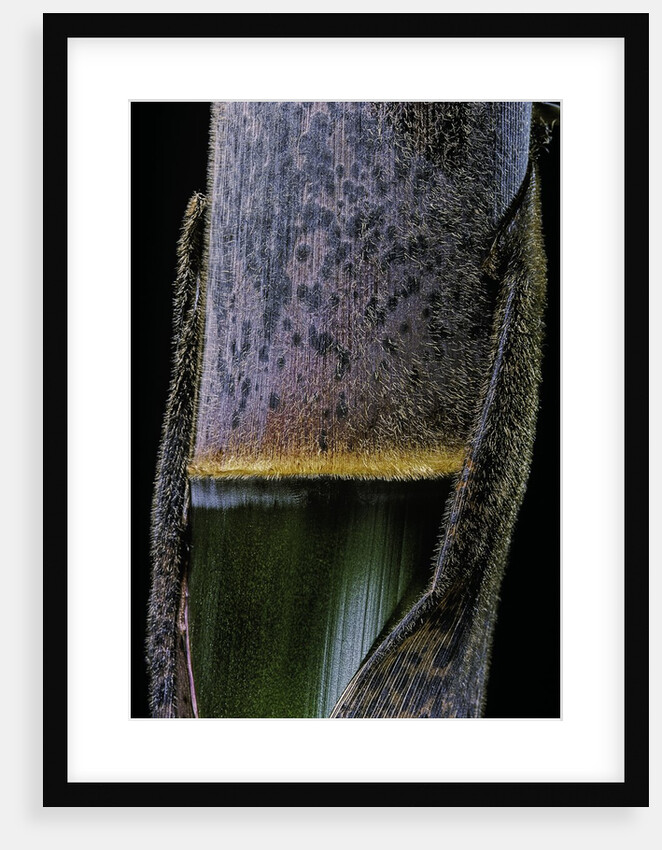 Phyllostachys pubescens (Moso bamboo) - young culm by Anonymous