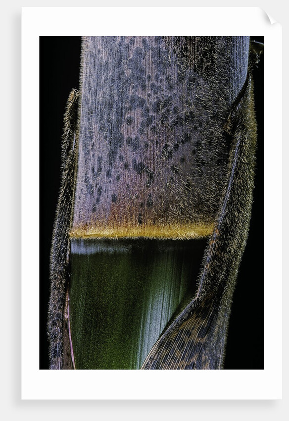 Phyllostachys pubescens (Moso bamboo) - young culm by Anonymous