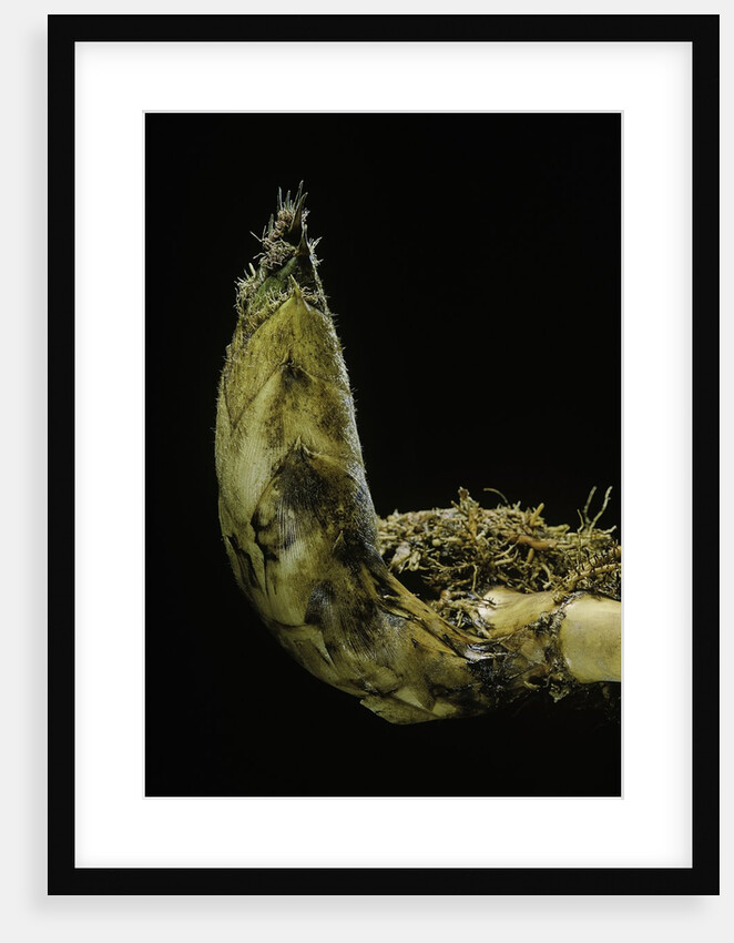 Phyllostachys pubescens (Moso bamboo) - rhizome bud by Anonymous