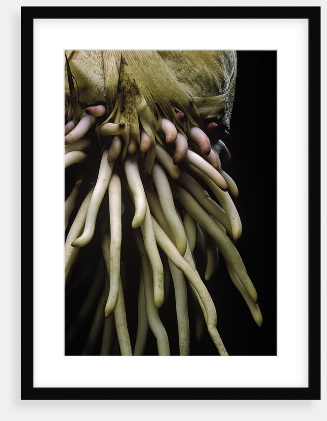 Phyllostachys pubescens (Moso bamboo) - roots by Anonymous