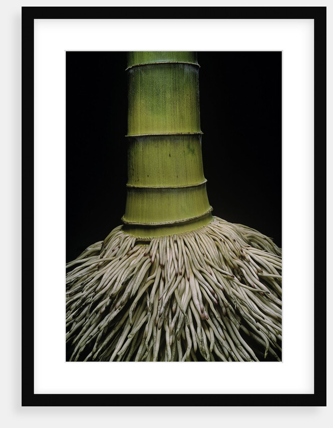 Phyllostachys pubescens (Moso bamboo) - roots by Anonymous
