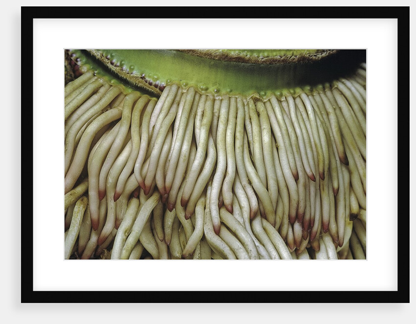 Phyllostachys pubescens (Moso bamboo) - roots by Anonymous