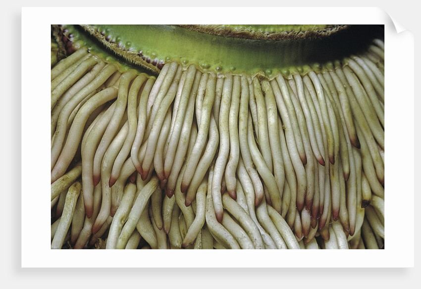 Phyllostachys pubescens (Moso bamboo) - roots by Anonymous