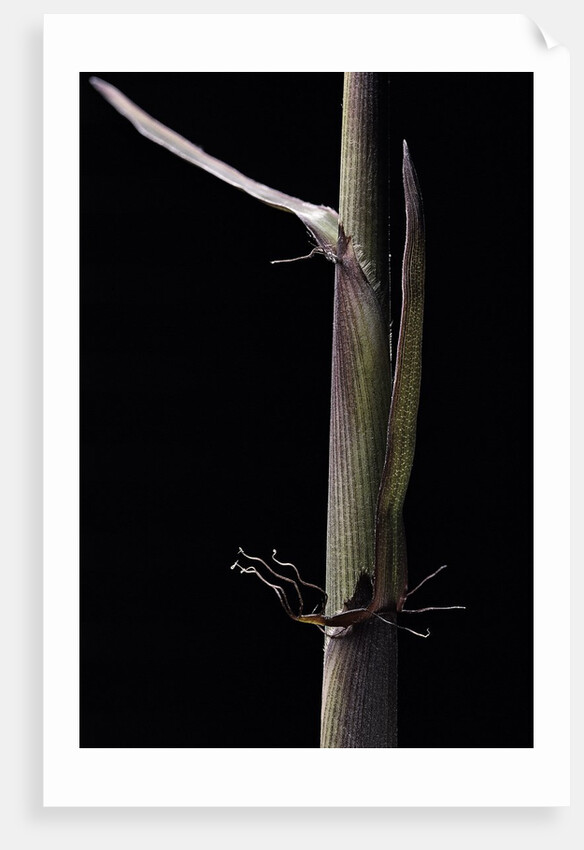 Phyllostachys humilis (bamboo) - shoot by Anonymous