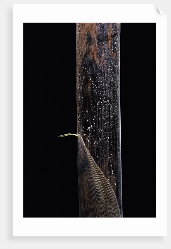 Phyllostachys iridescens (bamboo) - young culm by Anonymous