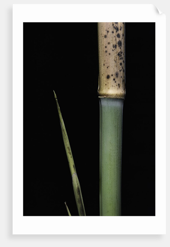 Phyllostachys meyeri (Meyer's bambo) - young culm by Anonymous