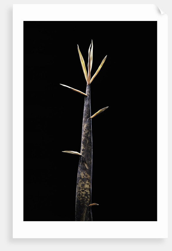 Phyllostachys meyeri (Meyer's bambo) - shoot by Anonymous