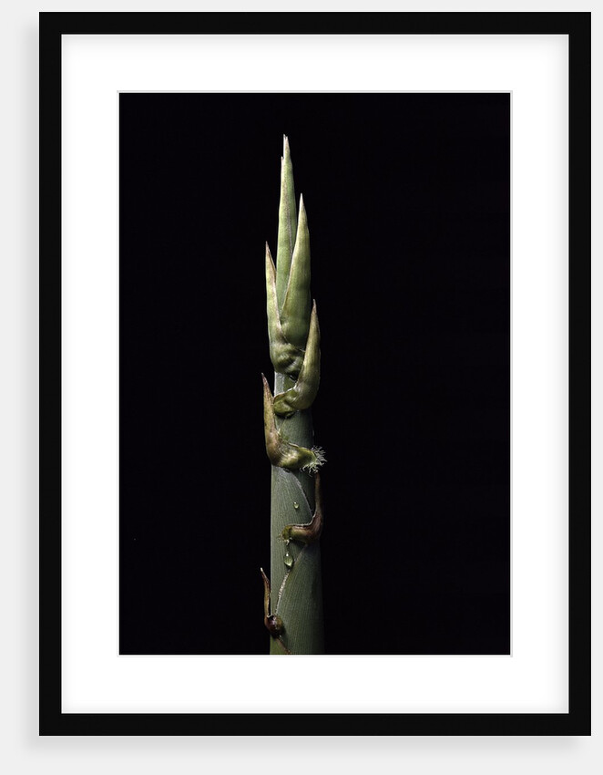 Phyllostachys nidularia (broom bamboo) - shoot by Anonymous