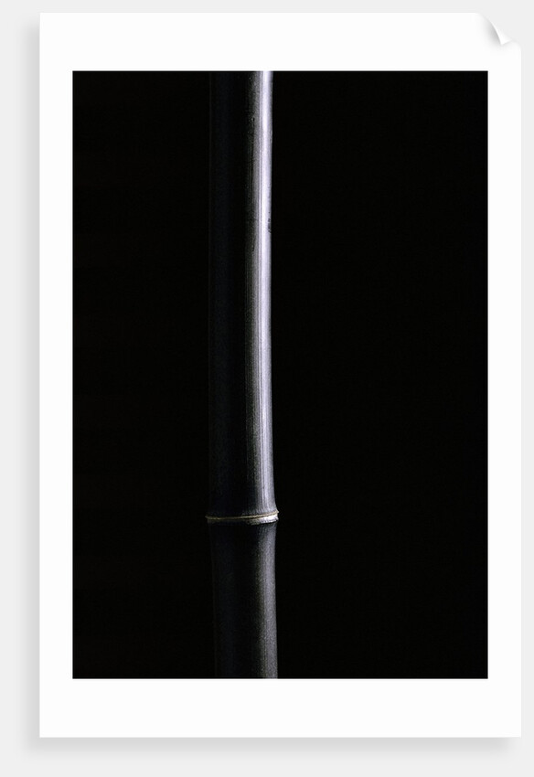 Phyllostachys nigra (black bamboo) by Anonymous