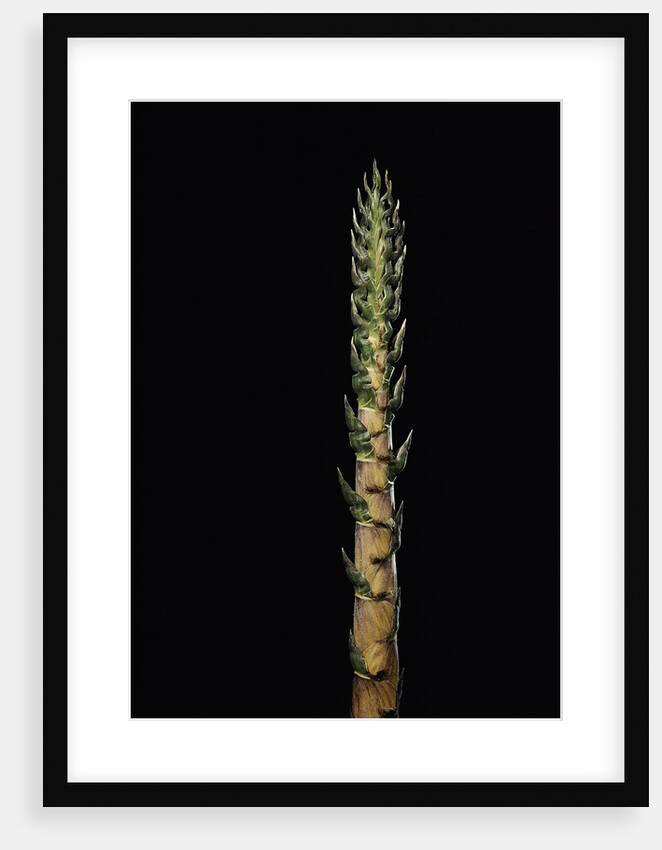 Phyllostachys nigra 'Boryana' (panther bamboo) - shoot by Anonymous