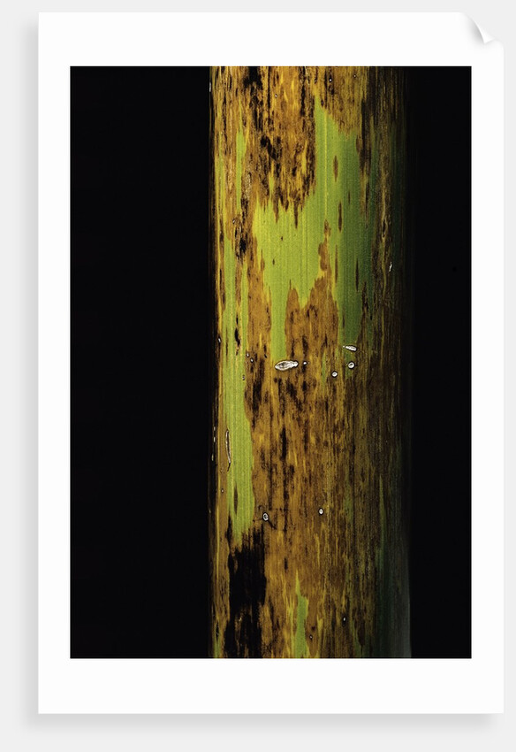 Phyllostachys nigra 'Boryana' (panther bamboo) by Anonymous