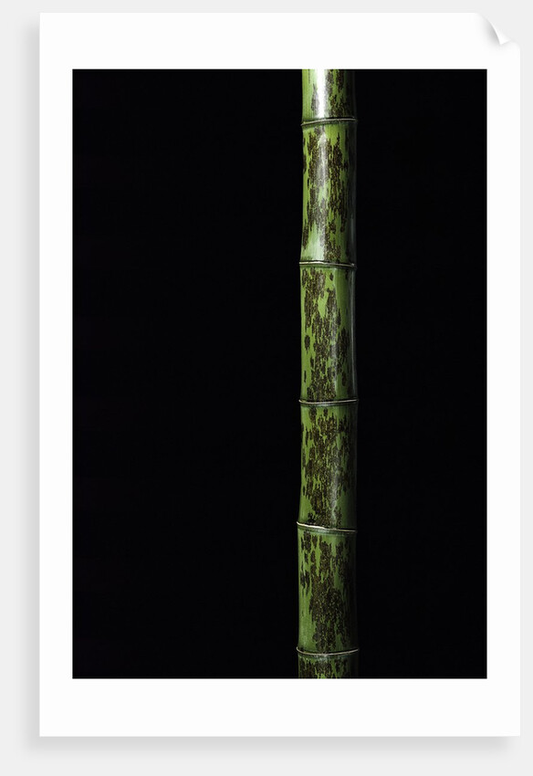 Phyllostachys nigra 'Boryana' (panther bamboo) by Anonymous