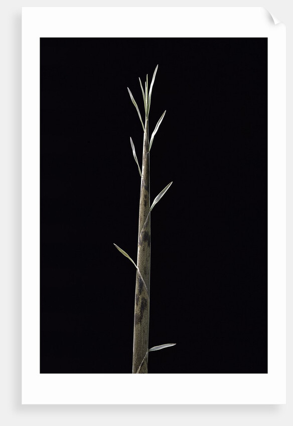 Phyllostachys nuda (nuda bamboo) - shoot by Anonymous
