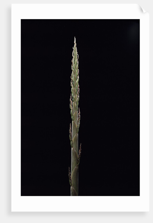 Phyllostachys parvifolia (Anji golden bamboo) - shoot by Anonymous