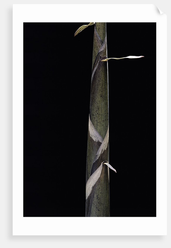 Phyllostachys propinqua (bambou) - pousse by Anonymous