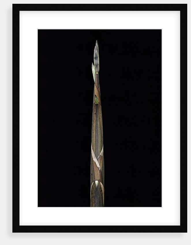 Phyllostachys propinqua (sand bamboo) - shoot by Anonymous