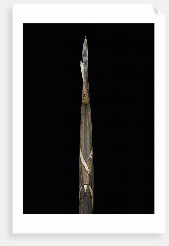 Phyllostachys propinqua (sand bamboo) - shoot by Anonymous