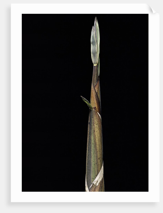 Phyllostachys propinqua (sand bamboo) - shoot by Anonymous