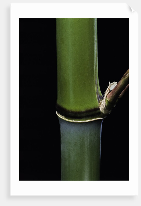 Phyllostachys propinqua (sand bamboo) by Anonymous