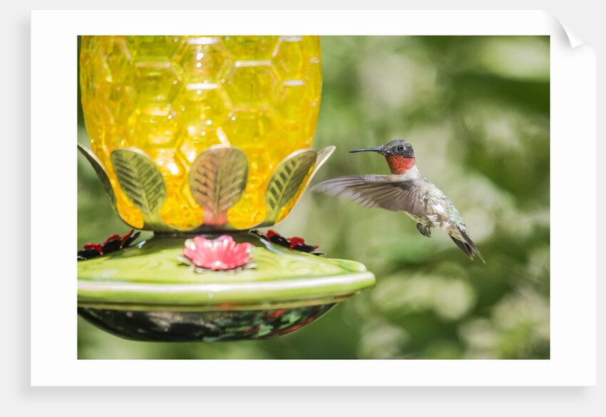 Ruby-throated Hummingbird by Anonymous