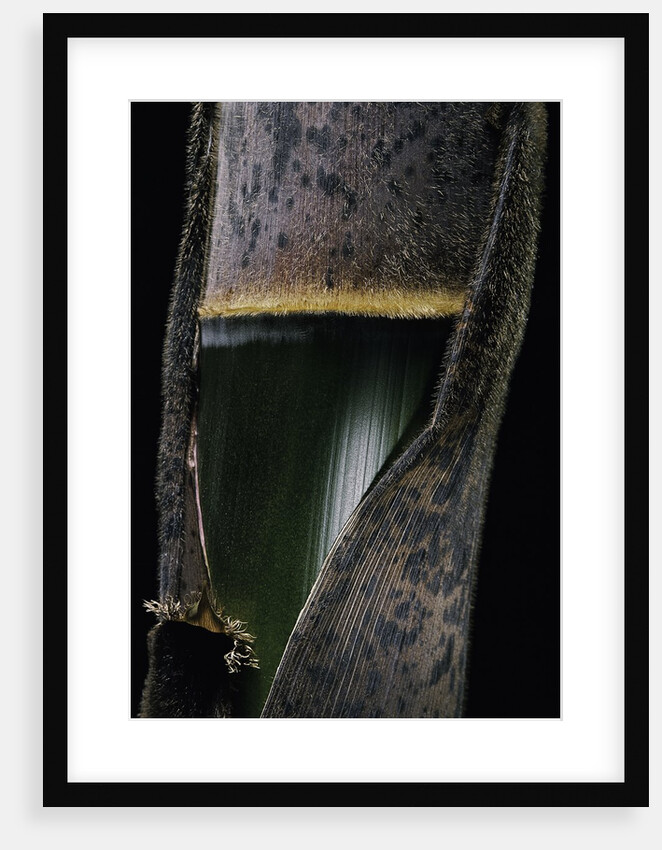 Phyllostachys pubescens (Moso bamboo) - young culm by Anonymous