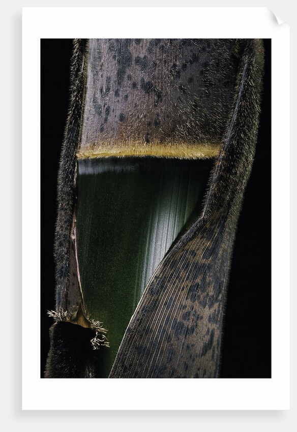 Phyllostachys pubescens (Moso bamboo) - young culm by Anonymous