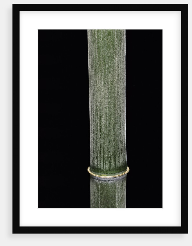 Phyllostachys pubescens (Moso bamboo) by Anonymous